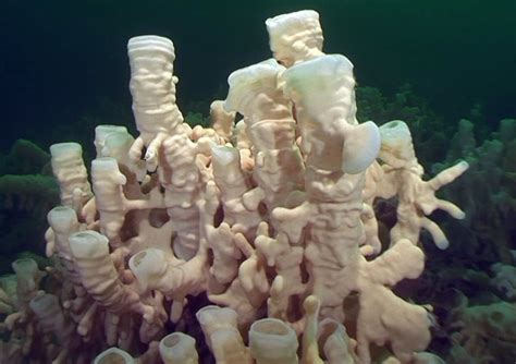   Jacobian Sponge:  A Colorful Reef Dweller That Eats Like a Vacuum Cleaner!