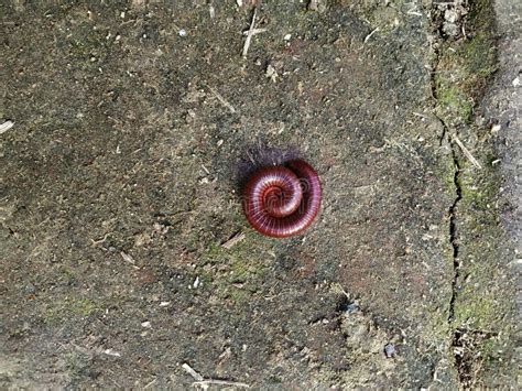  Ringworm!  An Intriguing Arthropod With Numerous Legs That Can Be Found Hiding Under Rocks