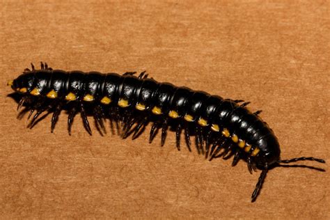  Yellow-Spotted Millipede:  Experience the Astonishing Beauty of This Tiny Segmented Creature with Its Unique Golden Markings!