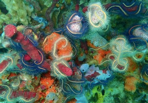  Zeus Sponge: The Unsung Hero Hiding Among Colorful Corals!