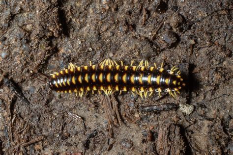  Flat-backed Millipede: This Crawling Wonder Can Roll Itself into a Tiny Ball for Protection!