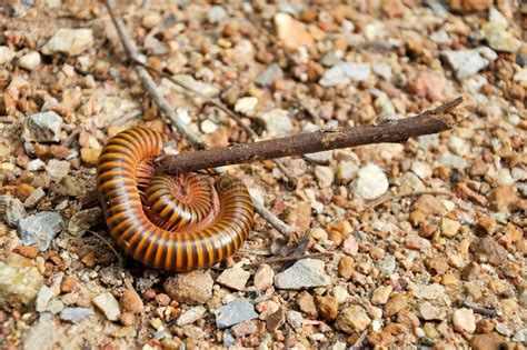  Log Millipede: A Majestic Dweller of Forest Floors Known for its Exquisitely Crafted Exoskeleton!