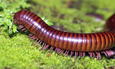  Ringed Millipede! An Undiscovered Treasure of the Forest Floor 