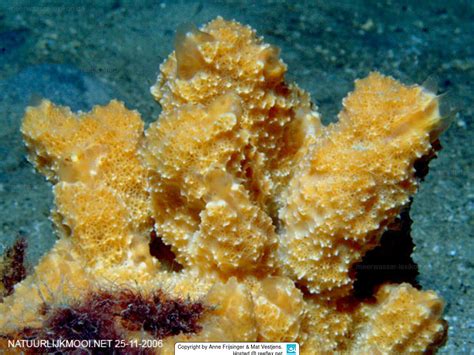  Ulosa! A Sponge With Uncanny Camouflage Capabilities