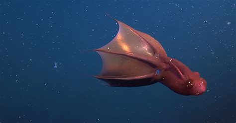  Vampire Jellyfish: This Tiny Creature That Thrives on Sunlight and Blood!