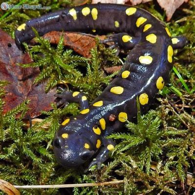  Yellow-Spotted Salamander: Can This Master of Metamorphosis Also Become a Superhero?